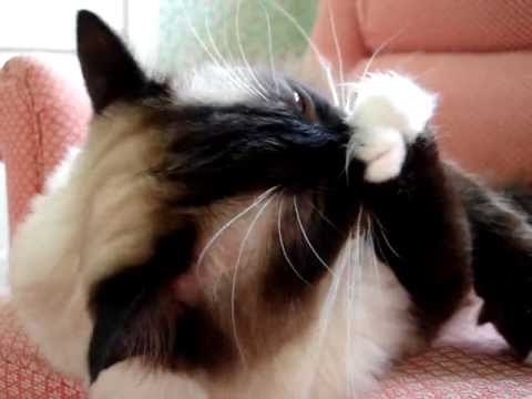 0 Yeowww! Catnip Toys