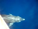 delfines en cullera