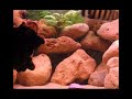Aquarium 300 Litres - Cichlides africains - Malawi