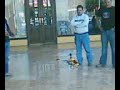 Honey Bee King 2 ( PELOS)