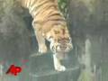 Teen Was High When Mauled by Tiger