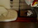 11/18/2008 The Pets at Night!  4064