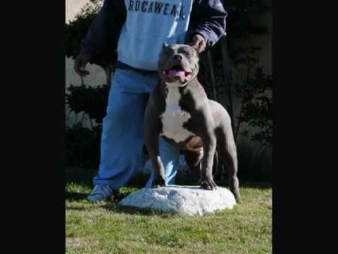 xxl s e x y