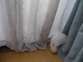 ??????????? Rabbit playing with curtain2008/07/17 ??????????? Rabbit playing with curtain2008/07/17