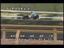 [調教] 081112 コスモプラチナ 「エリザベス女王杯」前追い切り