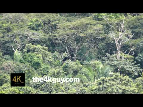 how to get rid of black vultures