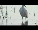 Little Egret at Leighton Moss Little Egret at Leighton Moss