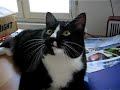Black cat chattering at a fly
