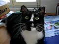 Black cat chattering at a fly