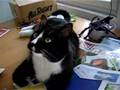 Black cat chattering at a fly