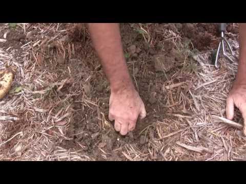 how to tell if potatoes are ready to harvest