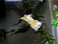 My tadpole eat eggs.