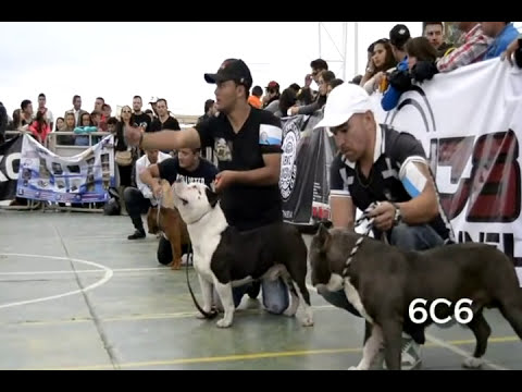 american pitbull