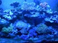 Tropical Reef Acquarium 250l