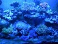 Tropical Reef Acquarium 250l