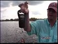 Several big largemouth bass. Several big largemouth bass.