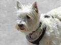 Westie Picnic