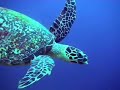 Dive Timor-Leste (East Timor)