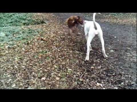 Bully Kutta