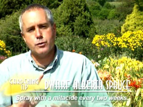 how to fertilize dwarf alberta spruce