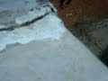 Two Carpenter ants go after prey