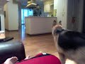 German Shepard dog vs Kohl's helicopter