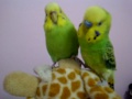 TheBudgieBirds - 2 Budgies standing on the toy