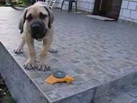 cane corso
