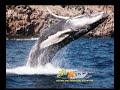 Sea Quest Brings You Kahalu'u Beach