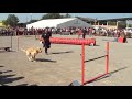 T�rrega jumping standar part2