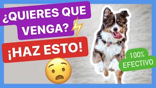 52 - Enseña a tu perro a venir cuando lo llamas. 52 - Enseña a tu perro a venir cuando lo llamas.