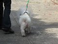 Bichon 7 days post scope TPLO.avi