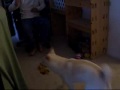 back catch hanako ハナちゃんの新技.wmv