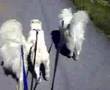 Walking the dogs - or perhaps RUNNING the dogs...
