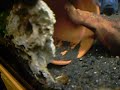 Elektrischer blauer Jack Dempsey mit braten