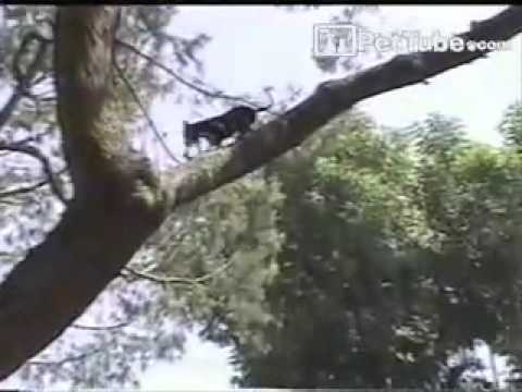Un perro escalando el árbol en busca de su juguete