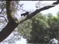 Tree Climbing Dog - PetTube.com
