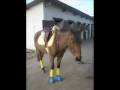 Chevaux- Kyriel