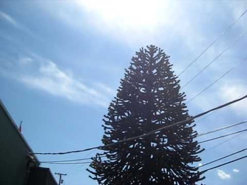 how to replant a monkey puzzle tree