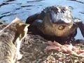 Котэ против крокодила