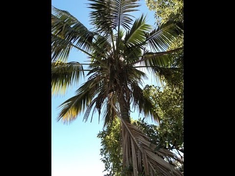 how to transplant kentia palms