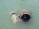 mas playita mas playita