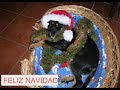¡feliz navidad!   actualizado el 28 12 2007
