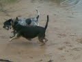 micketts creek x dogs micketts creek x dogs