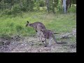 Kennedy Australia Eaglereach, Kangaroo next to road