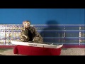 Click here to watch this video A Samba Song for video.mp4