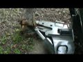 quick-attach-skidsteer-skid-steer-tree-shears-bobcat.html