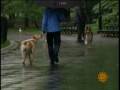 The Divinity Of Dogs