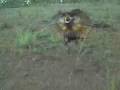 30 Second Video of a Frill-Neck Lizard