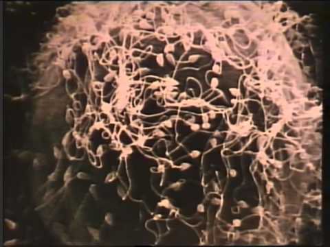 embriologia -